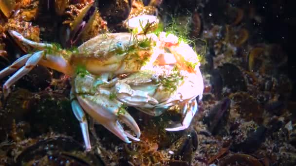 Reproduction Crabs Liocarcinus Holsatus Portunidae Male Female Mating Black Sea — Stockvideo