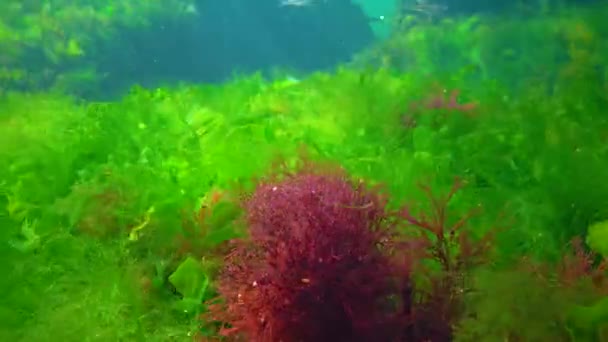Green Red Brown Algae Underwater Rocks Enteromorpha Ulva Ceramium Polisiphonia — Stock video