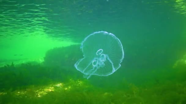 Aurelia Aurita Moon Jelly Moon Jellyfish Common Jellyfish Saucer Jelly — Stockvideo