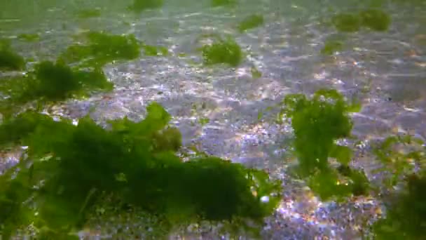 Bushes Green Algae Sway Rocks Seabed Black Sea — стокове відео