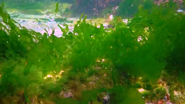 Green Red Brown Algae Underwater Rocks Enteromorpha Ulva Black Sea — Video