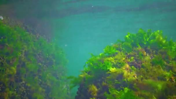 Flock Small Fish Atherina Pontica Catches Food Thickets Green Red — Video