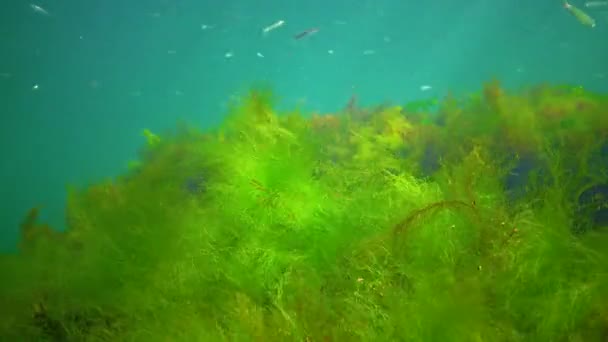 Flock Small Fish Atherina Pontica Catches Food Thickets Green Red — Video
