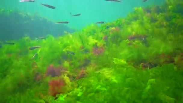 Flock Small Fish Atherina Pontica Catches Food Thickets Green Red — Vídeo de Stock