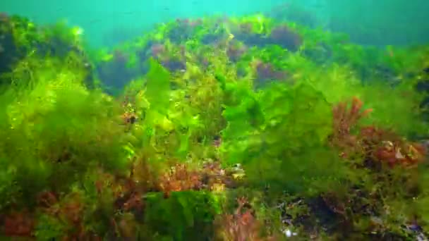 Зеленые Красные Водоросли Подводных Скалах Enteromorpha Ulva Ceramium Polisiphonia Черное — стоковое видео