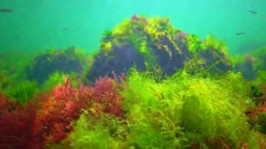 Su altı kayaları üzerinde yeşil ve kırmızı algler (Enteromorpha, Ulva, Seramium, Polisiphonia), Karadeniz