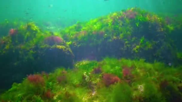 海底岩中の緑藻 エンテロモルファ ウルヴァ セラミウム ポリフォニア — ストック動画