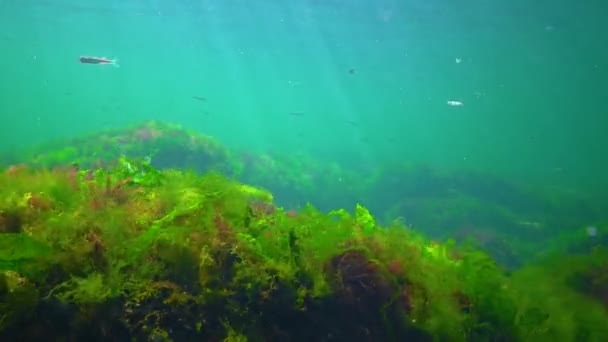 水下岩石上的绿藻和红藻 大肠藻 乌尔瓦藻 小儿麻痹症 黑海藻 — 图库视频影像