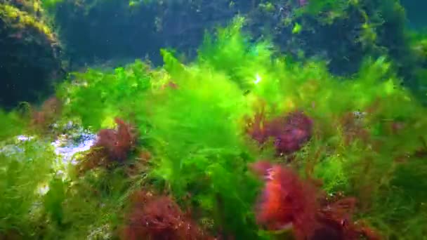 Algas Verdes Rojas Sobre Rocas Submarinas Enteromorpha Ulva Ceramium Polisiphonia — Vídeo de stock