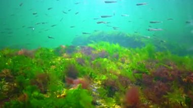 A flock of small fish (Atherina pontica) catches food above the thickets of green and red algae. Black Sea, Odessa Bay