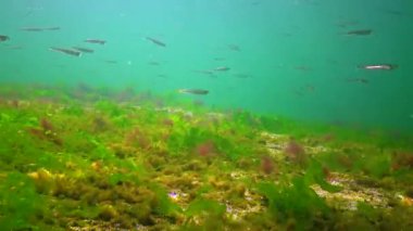A flock of small fish (Atherina pontica) catches food above the thickets of green and red algae. Black Sea, Odessa Bay