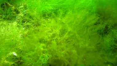 Green and red algae on underwater rocks (Briopsis, Ulva, Ceramium, Polisiphonia), Black Sea