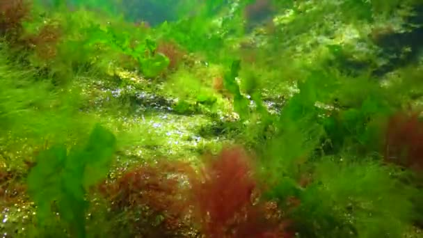 Algues Vertes Rouges Sur Les Roches Sous Marines Enteromorpha Ulva — Video