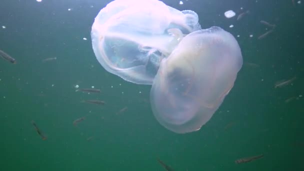 Invasions Jellyfish Ctenophora Mnemiopsis Leidyi Black Sea — Vídeos de Stock