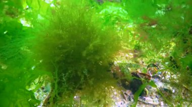 Green and red algae on underwater rocks (Briopsis, Ulva, Ceramium, Polisiphonia), Black Sea