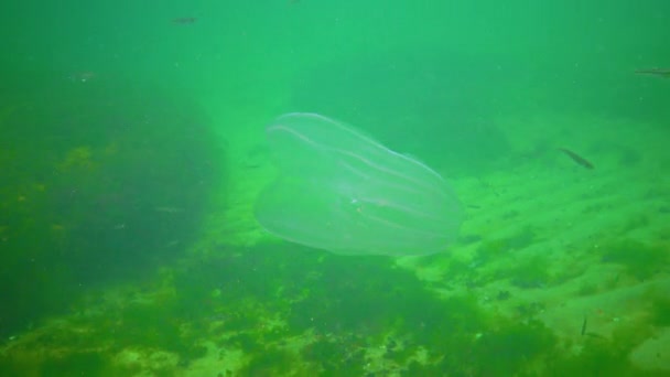 Invasions Jellyfish Ctenophora Mnemiopsis Leidyi Black Sea — стокове відео