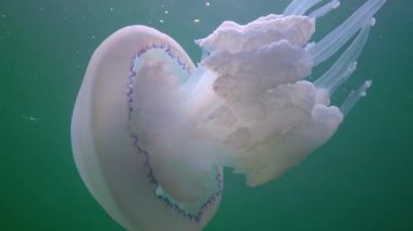 Floating in the thickness of the water (Rhizostoma pulmo), commonly known as the barrel jellyfish (Scyphomedusa), Black Sea
