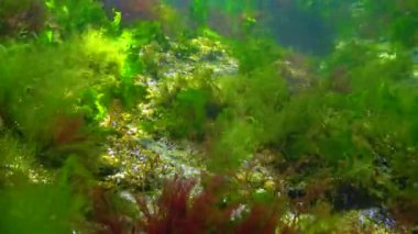 Photosynthesis in the sea, A diver touches oxygen bubbles synthesized by algae. Green and red  algae on underwater rocks Black Sea
