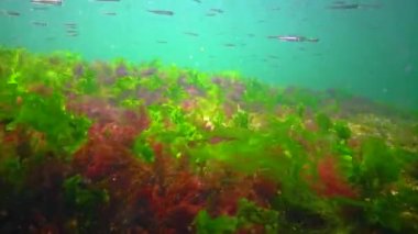 A flock of small fish (Atherina pontica) catches food above the thickets of green and red algae. Black Sea, Odessa Bay
