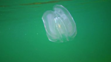 Invasions jellyfish ctenophora (Mnemiopsis leidyi), Black Sea