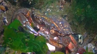 Nutrition of Green crab (Carcinus aestuarii), eating another species of crab, which caught at the bottom. Black Sea