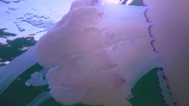 Floating in the thickness of the water (Rhizostoma pulmo), commonly known as the barrel jellyfish (Scyphomedusa), Black Sea