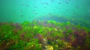A flock of small fish (Atherina pontica) catches food above the thickets of green and red algae. Black Sea, Odessa Bay