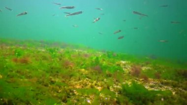 A flock of small fish (Atherina pontica) catches food above the thickets of green and red algae. Black Sea, Odessa Bay