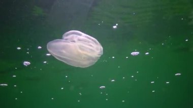 Invasions jellyfish ctenophora (Mnemiopsis leidyi), Black Sea