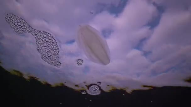 Invasions Jellyfish Ctenophora Mnemiopsis Leidyi Black Sea — Vídeo de stock