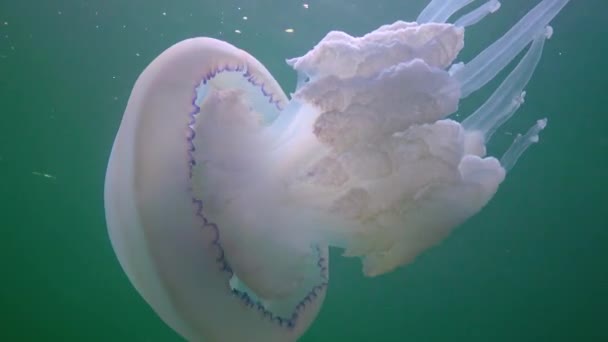Floating Thickness Water Rhizostoma Pulmo Commonly Known Barrel Jellyfish Scyphomedusa — стокове відео