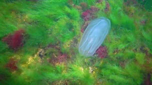 Invasions Jellyfish Ctenophora Mnemiopsis Leidyi Black Sea — стокове відео