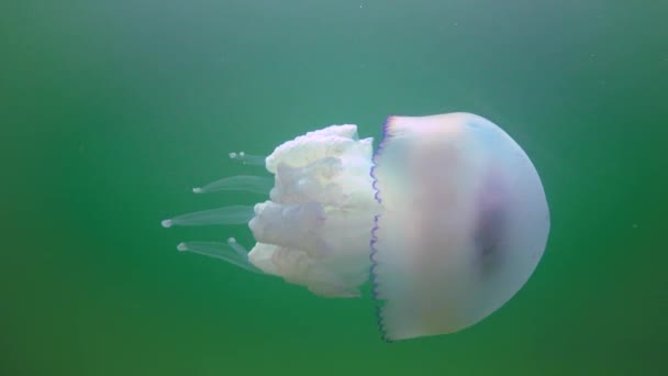 Floating Thickness Water Rhizostoma Pulmo Commonly Known Barrel Jellyfish Scyphomedusa — ストック動画