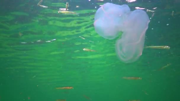 Invasions Jellyfish Ctenophora Mnemiopsis Leidyi Black Sea — стокове відео