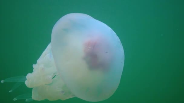 Floating Thickness Water Rhizostoma Pulmo Commonly Known Barrel Jellyfish Scyphomedusa — Vídeo de Stock