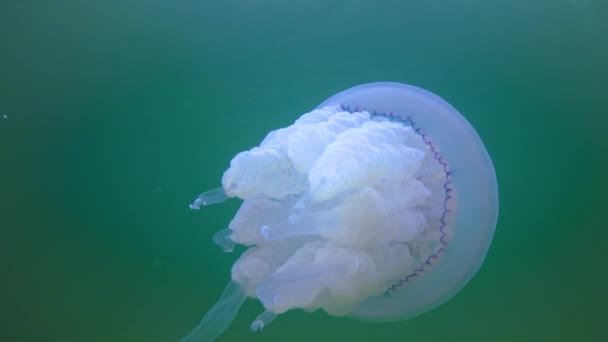 Floating Thickness Water Rhizostoma Pulmo Commonly Known Barrel Jellyfish Scyphomedusa — Αρχείο Βίντεο