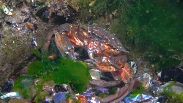 Nutrition Green Crab Carcinus Aestuarii Eating Another Species Crab Which — Stok video