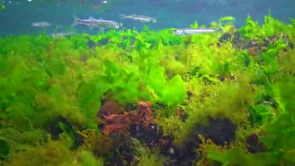Flock Small Fish Atherina Pontica Catches Food Thickets Green Red — Vídeo de Stock