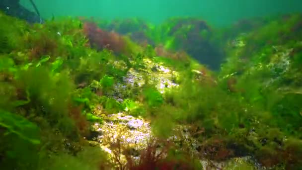 Photosynthesis Sea Diver Touches Oxygen Bubbles Synthesized Algae Green Red — Wideo stockowe