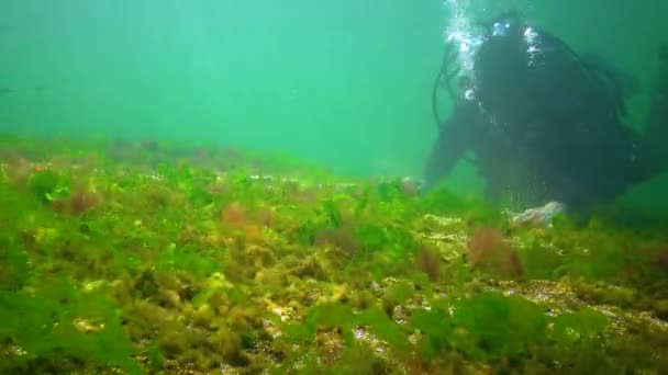 Photosynthesis Sea Diver Touches Oxygen Bubbles Synthesized Algae Green Red — Wideo stockowe