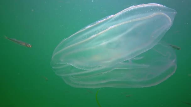 Invasions Jellyfish Ctenophora Mnemiopsis Leidyi Black Sea — Stock Video