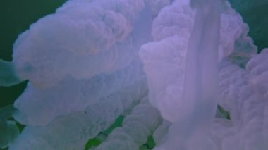 Floating in the thickness of the water (Rhizostoma pulmo), commonly known as the barrel jellyfish (Scyphomedusa), Black Sea