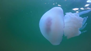 Floating in the thickness of the water (Rhizostoma pulmo), commonly known as the barrel jellyfish (Scyphomedusa), Black Sea