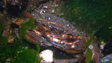 Nutrition of Green crab (Carcinus aestuarii), eating another species of crab, which caught at the bottom. Black Sea