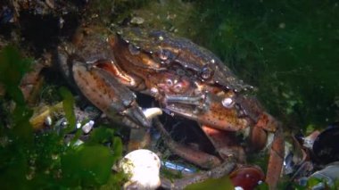 Nutrition of Green crab (Carcinus aestuarii), eating another species of crab, which caught at the bottom. Black Sea