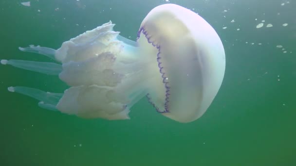 Floating Thickness Water Rhizostoma Pulmo Commonly Known Barrel Jellyfish Scyphomedusa — Stockvideo