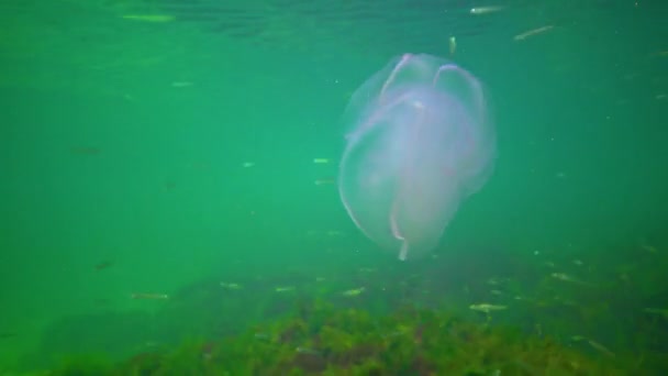 Invasions Jellyfish Ctenophora Mnemiopsis Leidyi Black Sea — Stok video