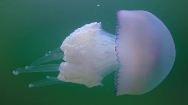Floating Thickness Water Rhizostoma Pulmo Commonly Known Barrel Jellyfish Scyphomedusa — Stockvideo