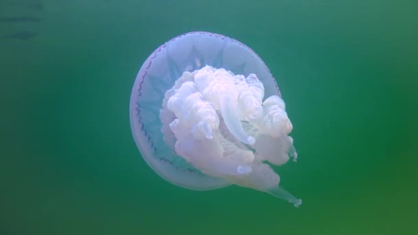 Floating Thickness Water Rhizostoma Pulmo Commonly Known Barrel Jellyfish Scyphomedusa — Vídeos de Stock