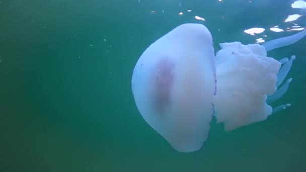Floating Thickness Water Rhizostoma Pulmo Commonly Known Barrel Jellyfish Scyphomedusa — стокове відео